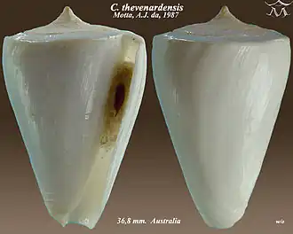 Description de l'image Conus thevenardensis.jpg.