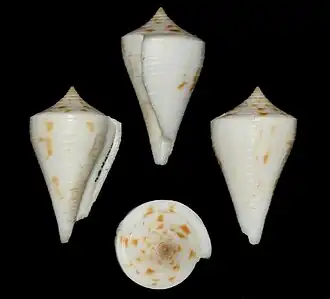 Description de l'image Conus tristensis 001.jpg.
