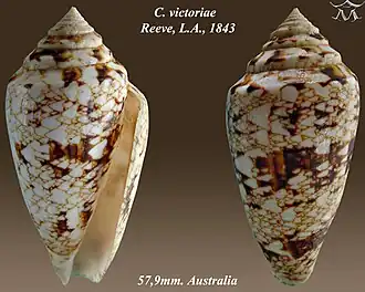 Description de l'image Conus victoriae 1.jpg.