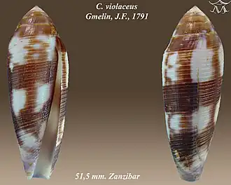 Description de l'image Conus violaceus 1.jpg.