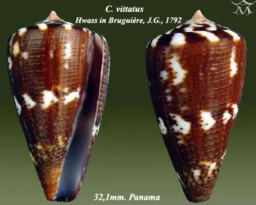 Conus vittatus Hwass in Bruguière, J.G., 1792.