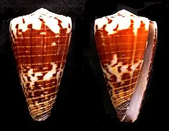 Description de l'image Conus vitulinus.shell002.jpg.