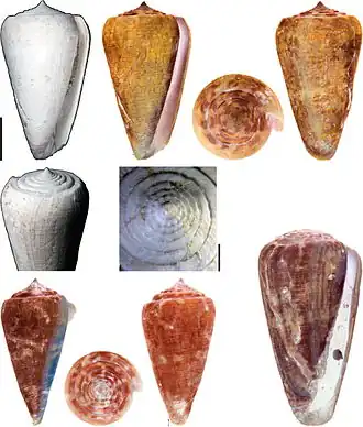 Description de l'image Conus zambaensis.jpg.