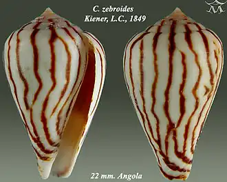 Description de l'image Conus zebroides 1.jpg.