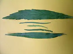 Feuilles inf. serretées, sup. entières, plus petites