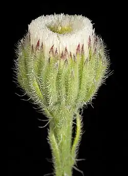 Capitule avec bractées linéaires