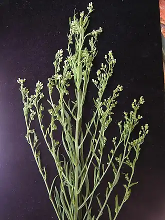 Description de cette image, également commentée ci-après