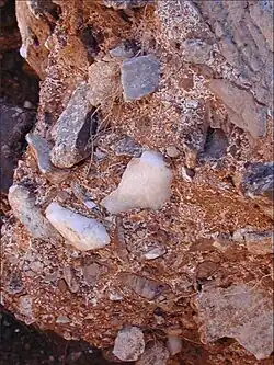 Outils lithiques en quartz toujours enchâssés dans la brèche sur le site de Cooper.