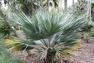 Description de l'image Copernicia ekmanii 5zz.jpg.