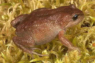 Description de l'image Cophites.jpg.