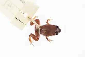 Description de l'image Cophixalus hosmeri imported from iNaturalist photo 68681560 on 4 August 2020.jpg.