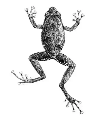 Description de l'image Cophixalus verrucosus 1897.jpg.