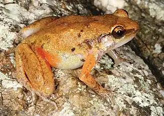 Description de l'image Cophixalus zweifeli male.jpg.