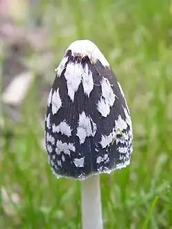 Les caractères « pie » sont parfois très marqués.