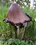 Coprinus atramentarius(spécimen âgé)