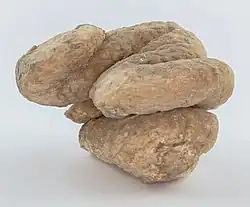 Coprolithe du miocène trouvé en Catalogne.