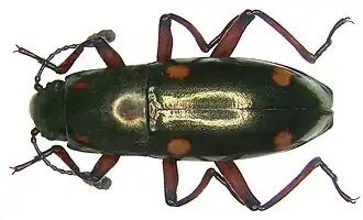 Coptengis sheppardi