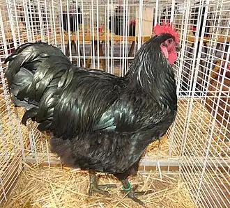 Coq Géante de Jersey noir