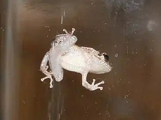 Description de l'image Coqui frog.jpg.