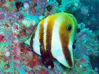 Description de l'image Coradion melanopus.jpg.