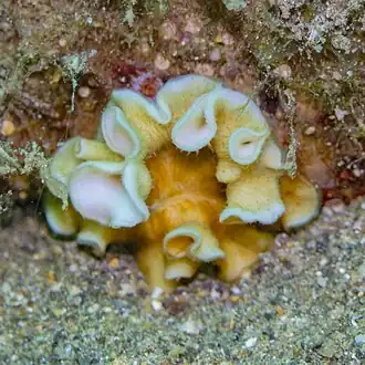 Description de l'image Coral (Leptoseris tubulifera), Anilao, Filipinas, 2023-08-24, DD 56.jpg.