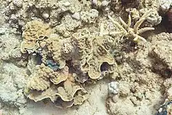 Description de l'image Coral (Mycedium umbra), parque nacional Ras Muhammad, Egipto, 2022-03-27, DD 27.jpg.