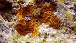 Des éponges dans Coral Garden