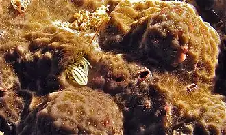 Paguritta gracilipes