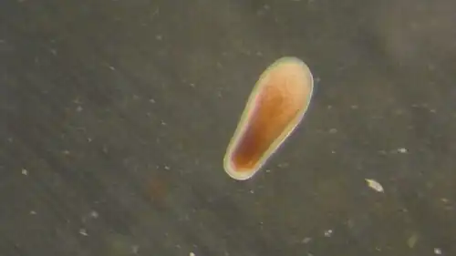 Larve de Leptastrea purpurea