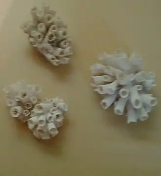 Description de l'image Coral invasor MN 01.jpg.