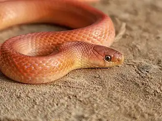Description de l'image Coral red kukri (Oligodon kheriensis) from Cooch Behar, West Bengal, India.jpg.
