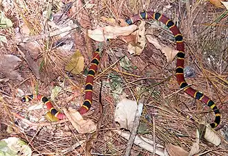 Description de l'image Coralillo (Micrurus nigrocinctus) (6955307478).jpg.