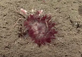 Corallimorphus pilatus