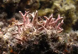 Porolithon gardineri?