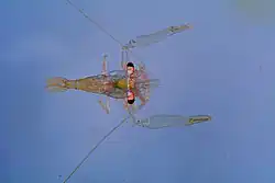 Description de l'image Coralliocaris sandyi (MNHN-IU-2014-106) 001.jpeg.