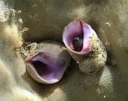 Coralliophila violacea à La Réunion.