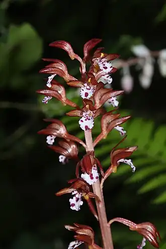 Description de l'image Corallorhiza maculata 0897.JPG.