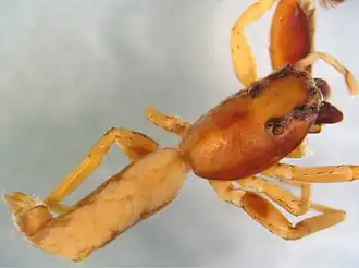 Description de l'image Corambis insignipes (10.5852-ejt.2019.578) Figure 2 (cropped).jpg.