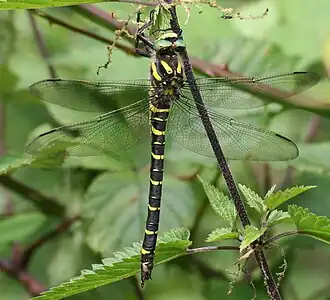Description de cette image, également commentée ci-après