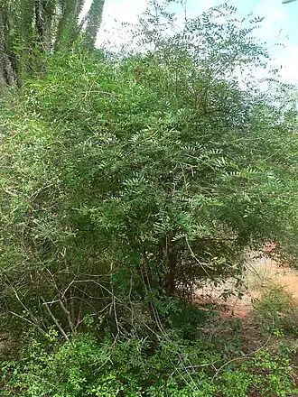 Description de l'image Cordyla madagascariensis 01.jpg.