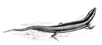 Description de l'image Cordylosaurus trivirgatus.jpg.