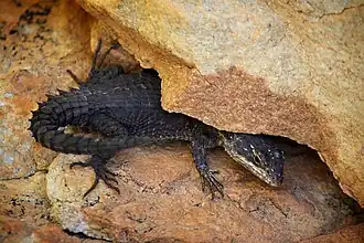 Description de l'image Cordylus oelofseni00.jpg.