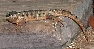 Description de l'image Cordylus_tropidosternum.jpg.