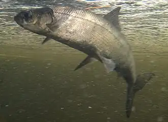 Coregonus huntsmani.