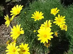 Coreopsis gigantea