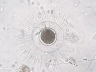 Description de l'image Corethron pelagicum.jpeg.