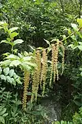Inflorescences de Coriaria arborea.