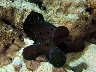 Une coriocelle des Maldives (Coriocella hibyae, espèce endémique)