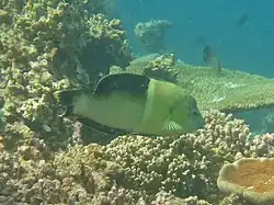 Une girelle bossue (Coris aygula)