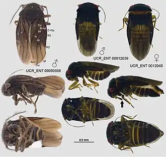 Schizopteridae: Corixidea major, espèce du Sud des États-Unis